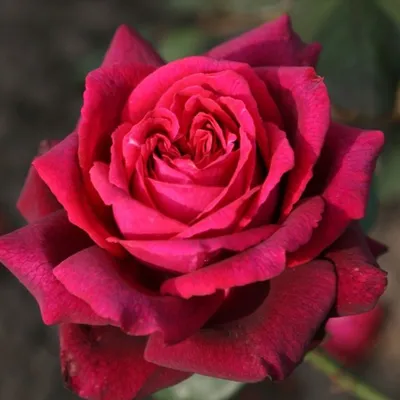 Produktbild von Rosa  - Kordes Parfuma® Rose - Rosa 'Gräfin Diana'®