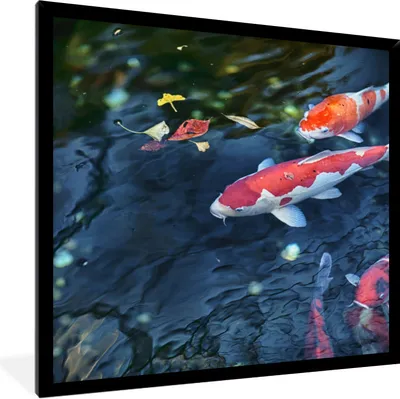 Produktbild von MuchoWow® Gerahmtes Poster Vier Koi-Karpfen in einem Teich 40x40 cm - Poster mit Schwarzem Bilderrahmen Wandposter Rahmen Foto Bilder - Mit Rahmen - Wanddekoration Schlafzimmer
