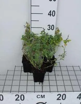 Image de 6 x Nepeta mussinii - Herbe à chat - Pot 9 x 9 cm