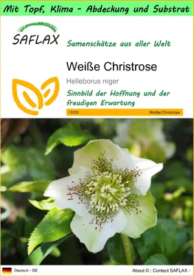 Produktbild von SAFLAX Garden to go - Weiße Christrose - Helleborus niger - 6 Samen - Mit Topf, Klima - Deckel und Anzuchtsubstrat