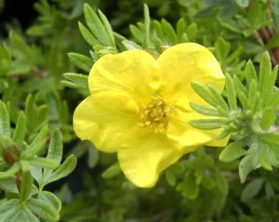 Produktbild von Potentilla fruticosa Kobold - Fingerstrauch - Fünffingerstrauch - 20-30cm
