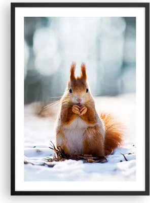 Produktbild von Gerahmtes Poster - Schwarzer Rahmen - Eichhörnchen Winter Schnee Essen - 50x70 cm - Wand Bild - Wanddeko - Wandbilder - Wandposter - Bilderrahmen - Bilder - Kunstdruck - Wandbild - P2BPA50x70-2798