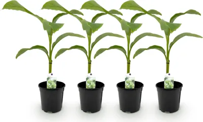 Image de Green boutiQ - Plante fruitière - Bananiers - Musa basjoo - Résistante au froid - 4 plants - Pot de 17 cm, hauteur 40 cm