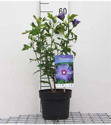 Image de Hibiscus syr. 'Oiseau Bleu' ('blue bird') - Ibiza de jardin conteneur 40- 60 cm