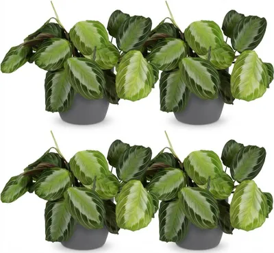 Obrázok produktu pre Maranta Fascinator Silverband, sada 4 ks, rastliny so sivým kvetinácom, priemer