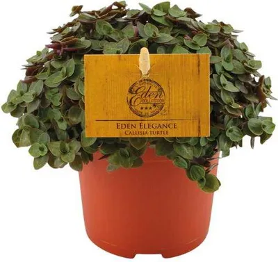Immagine prodotto di Callisia repens – Ø 10,5 cm ↕ 15 cm – Piante da appartamento molto apprezzate con rami ricadenti – Facili da curare e decorative