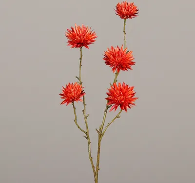 Produktbild von künstliche Strohblume orange rot H. 67cm DPI Kunstblumen