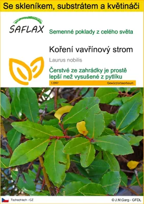 Obrázek produktu pro SAFLAX Kultivační sada - koření vavřínový strom - Laurus nobilis - 6 Semena - S mini skleníkem, pěstebním substrátem a 2 květináči