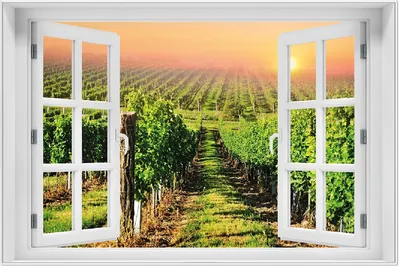 Produktbild von Wallario Wandbild mit Fenster-Illusion: Weinberg mit untergehender Sonne, Größe: 61 x 91,5 cm, Poster mit weißem Aluminiumrahmen