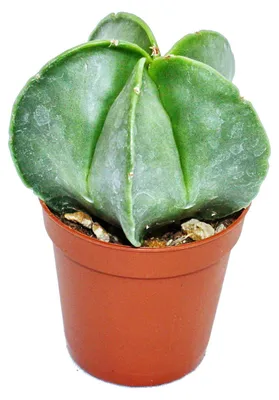 Produktbild von Astrophytum myriostigma – Bischofsmütze – in einem 5,5-cm-Topf