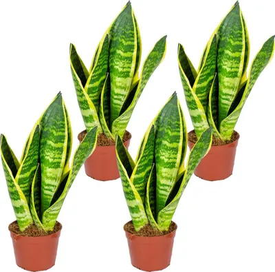Image de Bloomique - Lot de 4 - Sansevieria 'Superba' lot de 4 - Plante d'intérieur et pot - Hauteur 10-20 cm - Pot 9 cm