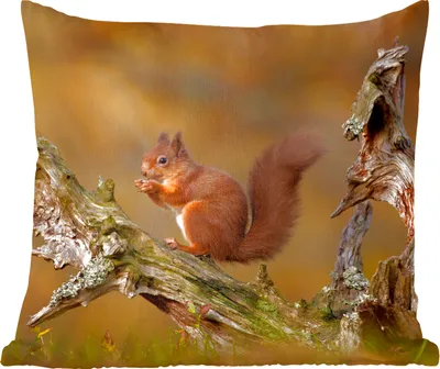 Produktbild von MuchoWow® Zierkissen Sofakissen Wohnzimmer Dekokissen 60x60 cm Eichhörnchen - Baumstamm - Wald - Sitzfläche - Foto Polster