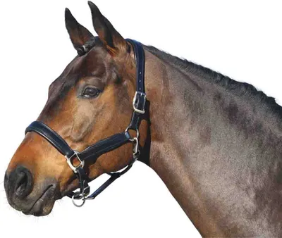 Produktbild von Euroriding Halfter Leder British Line