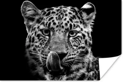 Produktbild von MuchoWow® Poster Tiger auf einem schwarzen Hintergrund - schwarz und weiß 90x60 cm - Schlafzimmer