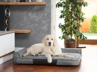 Obrázok produktu pre Pelech pre psov "Best" -80x55cm- otvorený dizajn a vodoodpudivosť | Pillowprim
