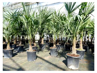 Produktbild von Trachycarpus fortunei 140 cm Hanfpalme, winterhart bis -18°C