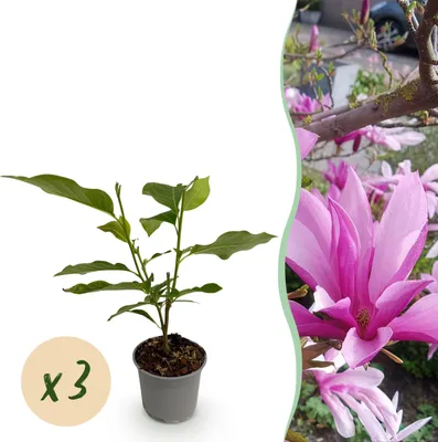 Productafbeelding van Magnolia Susan - Bloem Paars - 3 Planten - Bladverliezend - Weinig Onderhoud - 30cm - Ø12cm - Tuinplant