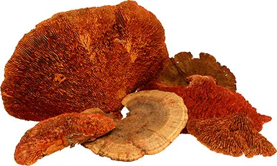 Produktbild von Baumschwamm Orange 1kg Getrocknet Naturdeko Pilz Herbstdekoration