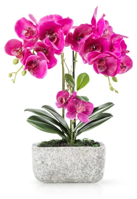 Obrázok produktu pre Dekoratívna orchidea Kunstbloemen v urbanálnom kvetináči, výška 40 cm