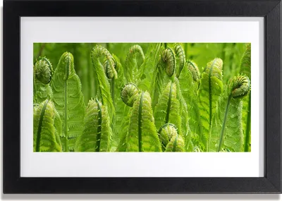 Produktbild von Bild 30x20 MDF-Rahmen Wandkunst Pflanze Natur