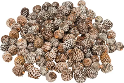 Produktbild von Muirii-Zapfen in Natur, Größe ca. 3-5 cm, 0,5kg | Leucadendron muirii