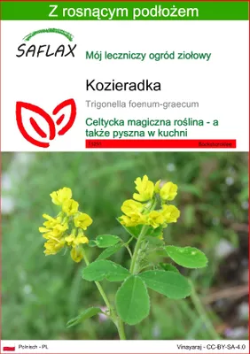 Zdjęcie produktu dla SAFLAX - kozieradka - 100 Nasiona - Z podłożem uprawowym wolnym od zarazków - Trigonella foenum-graecum