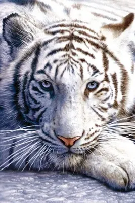 Zdjęcie produktu dla Biały Tygrys – 61 x 91,5 cm – Plakat