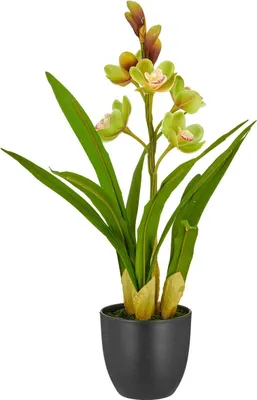 Produktbild von GASPER Cymbidie schwarzer Topf Ø 11,5 cm Grün 46 cm - Kunstpflanzen