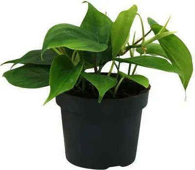 Produktbild von Herzblatt Philodendron Scandens – Ø12cm – ↕20cm – Pflegeleichte Kletterpflanze mit herzförmigen Blättern