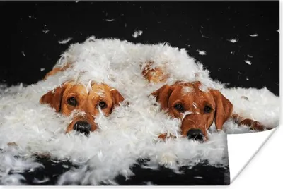 Produktbild von MuchoWow® Poster Versteckte Labradore zwischen den Federn 120x80 cm - Bilder