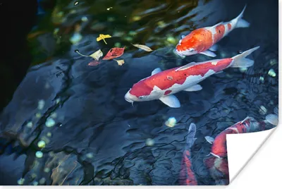 Produktbild von MuchoWow® Poster Vier Koi-Karpfen in einem Teich 120x80 cm - Bilder