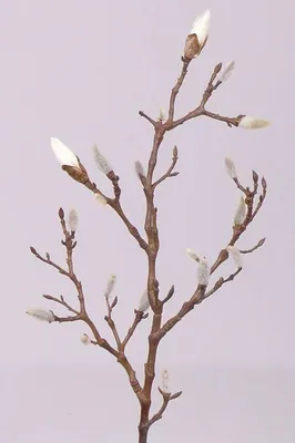 Produktbild von artplants.de Deko Zweig Magnolien Zweig Asani, weiß, 70cm - Kunstzweig