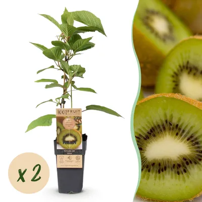 Produktbild von Obstpflanze - Grüne Kiwi - Actinidia deliciosa Jenny - Grüne Frucht - 2 Pflanzen - 40-50cm - Ø15cm - Gartenpflanze