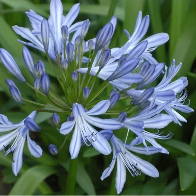 Image de 6 x Lys d'ornement de jardin - Agapanthus africanus | pot 9cm x 9cm