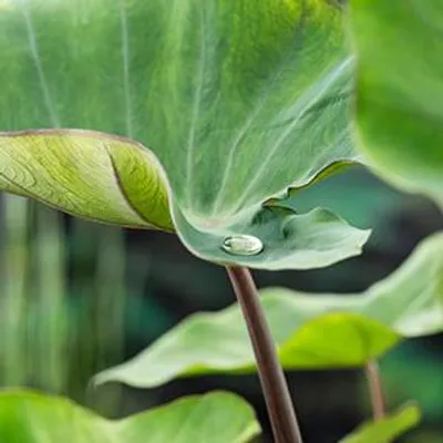 Produktbild von 6 x  Colocasia esculenta - Elefantenohr - Topf 11 x 11 cm