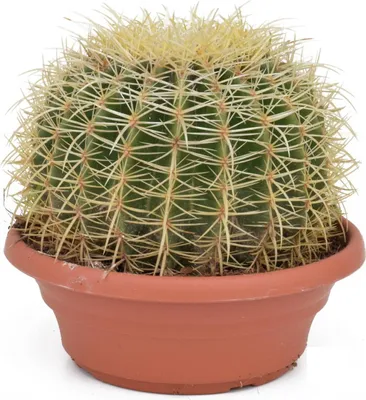 Produktbild von Echinocactus Grusonii 25-30 cm Ø – Schwiegermutterstuhl Kaktus – Goldkugelkaktus – Zimmerpflanze – pflegeleicht