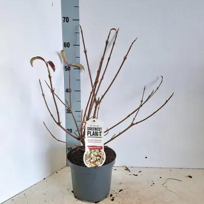 Produktbild von Viburnum hillieri 'Winton' - Schneeball | 30-40 cm im Topf