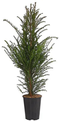 Produktbild von Dehner Gemeine Eibe, Taxus baccata, weiche Nadeln, 60-70 cm, 4 l Topf, Nadelgehölz