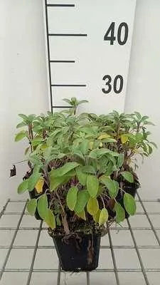 Immagine prodotto di 6 x Salvia off. 'Growers Friend' - Sternmoos - Topf 9 x 9 cm
