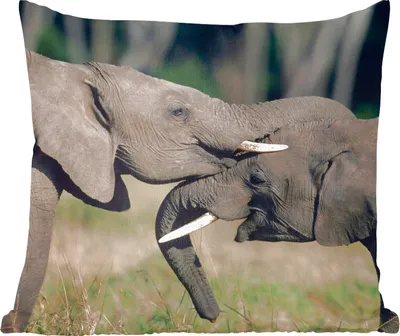 Produktbild von MuchoWow® Zierkissen Sofakissen Wohnzimmer Dekokissen 40x40 cm Elefant - Tiere - Grau - Natur - Foto Kissen - Schlafzimmer Dekoration