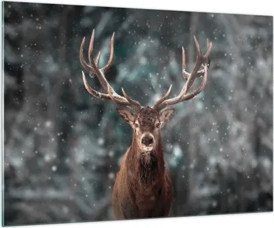 Produktbild von Bilder auf glas - Einteilig - Hirsch Hirsch Winter - 100x70cm - Glasbilder - Wandbilder - Bilder - zum Aufhängen bereit - Wanddekoration aus Glas - Glas Bilder - Wandbild auf Glas - GAA100x70-4998