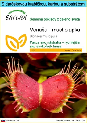 Obrázok produktu pre SAFLAX Darčeková sada - Venuša - mucholapka - Dionaea muscipula - 10 Semená - S darčekovou krabičkou, prepravným štítkom, darčekovou kartou a pestovateľským médiom