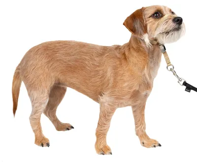 Produktbild von PetSafe Sanfter Führer Halsband mit Trainings-DVD
