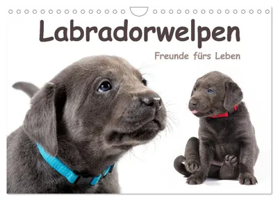 Produktbild von Labradorwelpen - Freunde fürs Leben (Wandkalender 2027 DIN A4 quer), CALVENDO Monatskalender