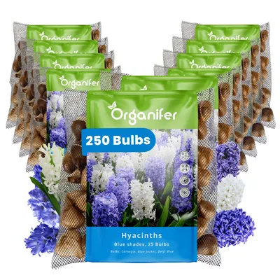 Produktbild von 250 Hyazinthenzwiebeln – Blautöne (XXL-Zwiebelgröße 16/17 cm) - Organifer