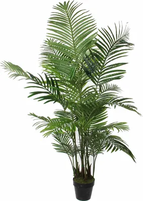 Obrázok produktu pre Umelá rastlina Areca Palm s kvetináčom ø80x160cm