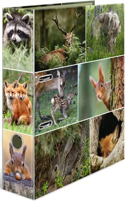 Produktbild von Motivordner A4 Animals Waldtiere Packung mit 10 Stück
