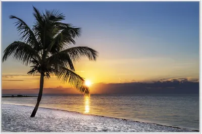 Produktbild von Wallario Wandbild Palme am Strand - Sonnenuntergang über dem Meer, Größe: 61 x 91,50 cm, Poster mit weißem Aluminiumrahmen