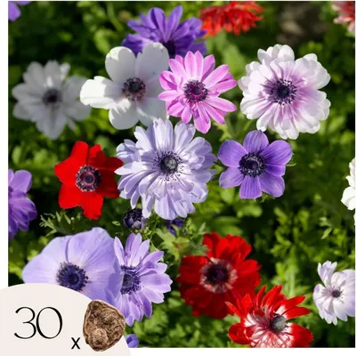 Image de Bulbes d'anémone - Set de 30 - Anemoon de Caen - Bulbes à fleurs