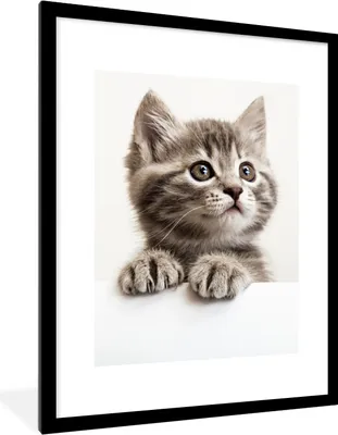 Produktbild von MuchoWow® Gerahmtes Poster Katze - Grau - Tiere 60x80 cm - Poster mit Schwarzem Bilderrahmen Wandposter Rahmen Foto Bilder - Wohnzimmer - Dekorationen - Prämie